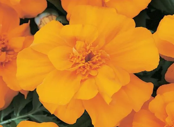 Бархатцы Дюранго Orange French - Marigold Durango Orange French  - Фото №1