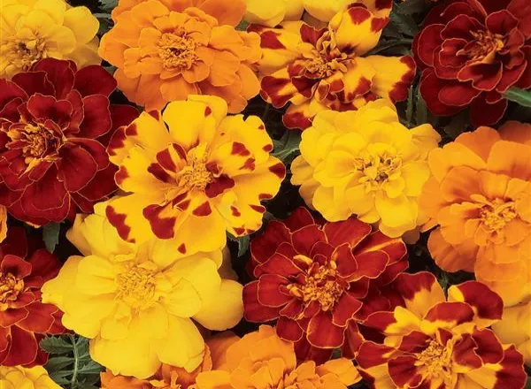 Бархатцы Дюранго Outback Mixture French  - Marigold Durango Outback Mixture French  - Фото №1