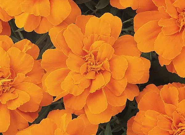 Бархатцы Дюранго Tangerine French   - Marigold Durango Tangerine French  - Фото №1