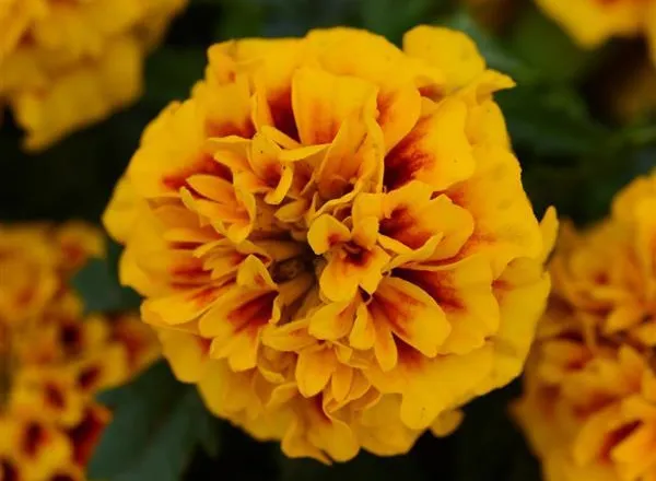 Бархатцы Хот Пак Fire French  - Marigold Hot Pak Fire French  - Фото №1
