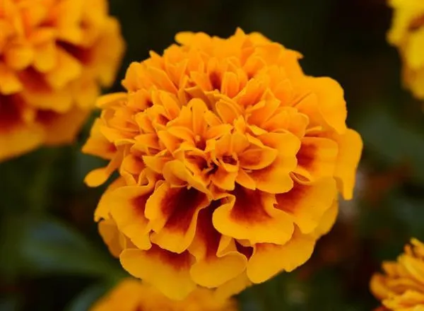 Бархатцы Хот Пак Flame French   - Marigold Hot Pak Flame French  - Фото №1
