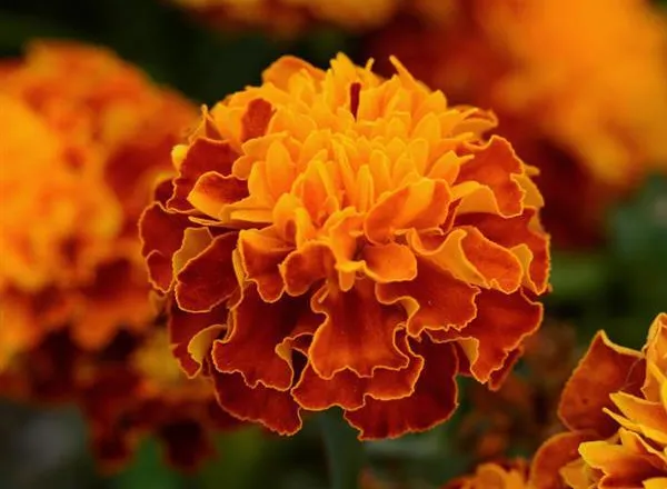 Бархатцы Хот Пак Harmony French  - Marigold Hot Pak Harmony French  - Фото №1