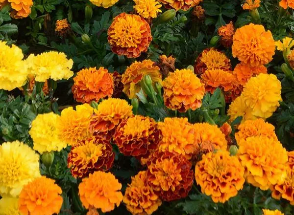 Бархатцы Хот Пак Микс  - Marigold Hot Pak Mixture French  - Фото №1