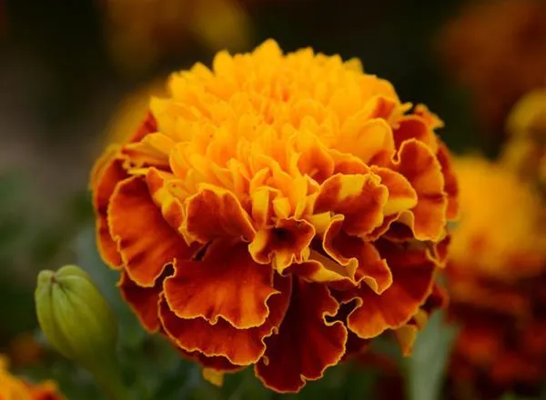 Бархатцы Хот Пак Spry French  - Marigold Hot Pak Spry French  - Фото №1