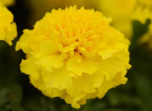 Бархатцы Хот Пак Yellow French  - Marigold Hot Pak Yellow French  - Фото №1