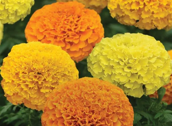Бархатцы Африканские Марвел II Микс - African Marigold Marvel II Mixture  - Фото №1