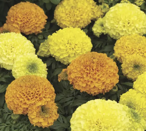 Бархатцы Антигуа Смесь - Tagetes erecta Antigua Mix - Фото №1