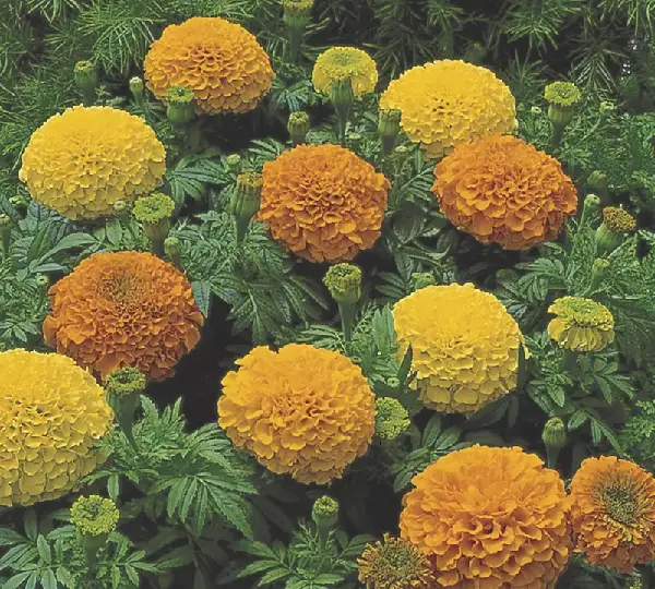 Бархатцы Инка II Смесь - Tagetes erecta F1 Inca II Mix - Фото №1