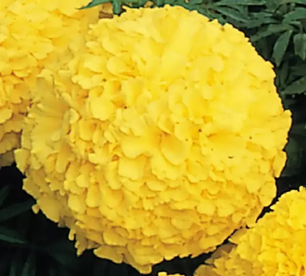 Бархатцы Инка II Жёлтая - Tagetes erecta Inca II Yellow - Фото №2