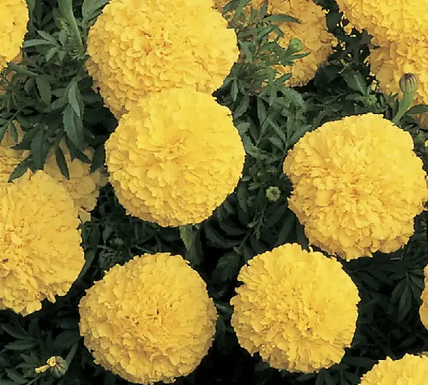 Бархатцы Инка II Жёлтая - Tagetes erecta Inca II Yellow - Фото №1