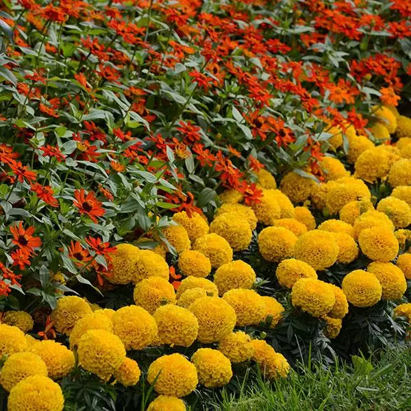 Бархатцы прямостоячие Тайшан Золотые - Taishan Gold, Tagetes erecta - Фото №2