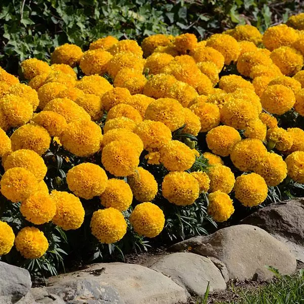 Бархатцы прямостоячие Тайшан Золотые - Taishan Gold, Tagetes erecta - Фото №3