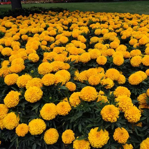 Бархатцы прямостоячие Тайшан Золотые - Taishan Gold, Tagetes erecta - Фото №4