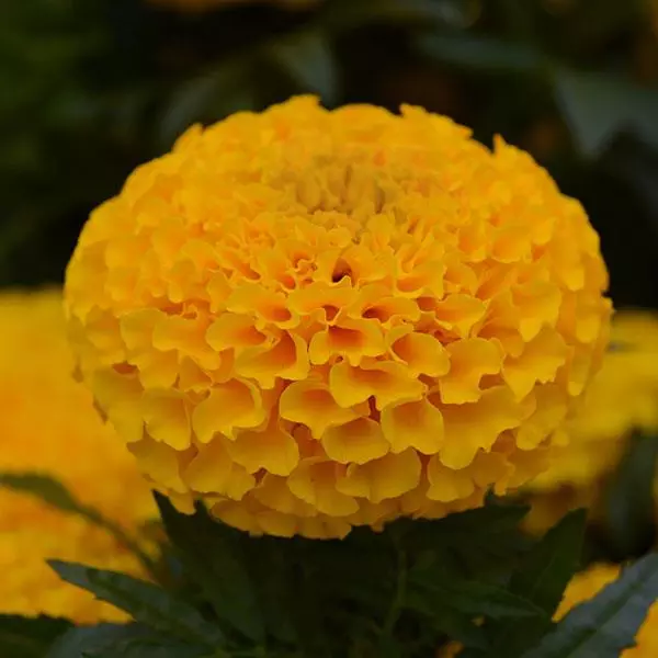 Бархатцы прямостоячие Тайшан Золотые - Taishan Gold, Tagetes erecta - Фото №1