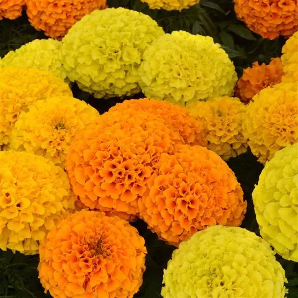 Бархатцы прямостоячие Тайшан Смесь - Taishan Mix, Tagetes erecta - Фото №1