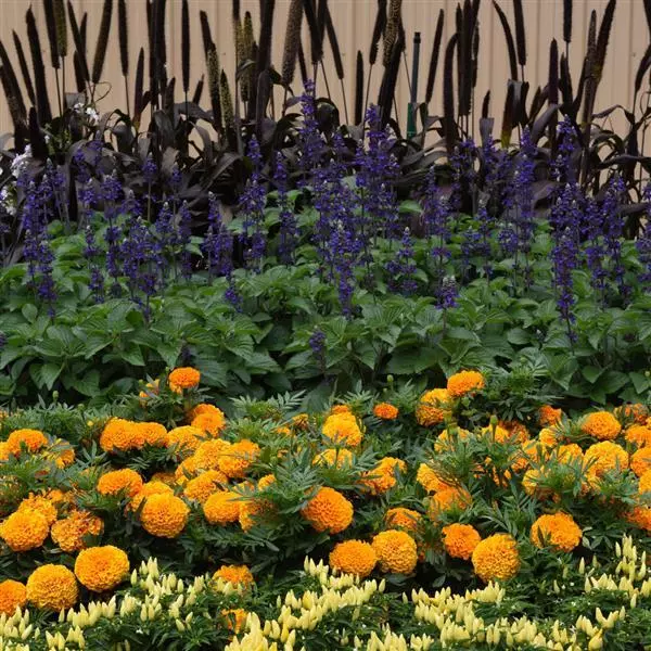 Бархатцы прямостоячие Тайшан Оранжевые - Taishan Orange, Tagetes erecta - Фото №2
