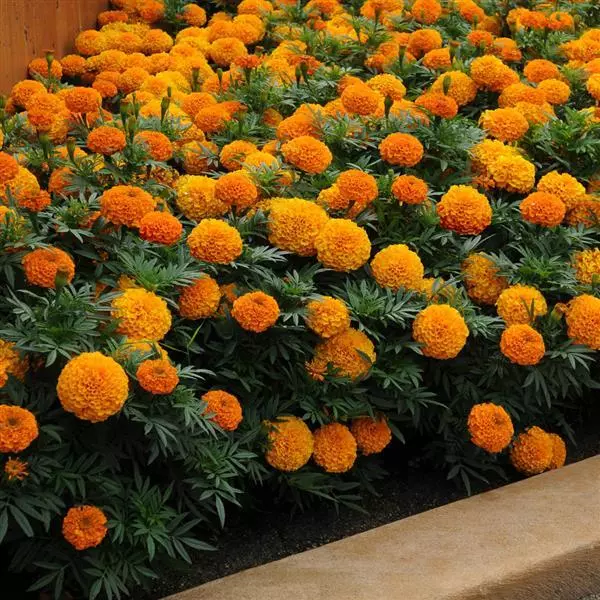 Бархатцы прямостоячие Тайшан Оранжевые - Taishan Orange, Tagetes erecta - Фото №3