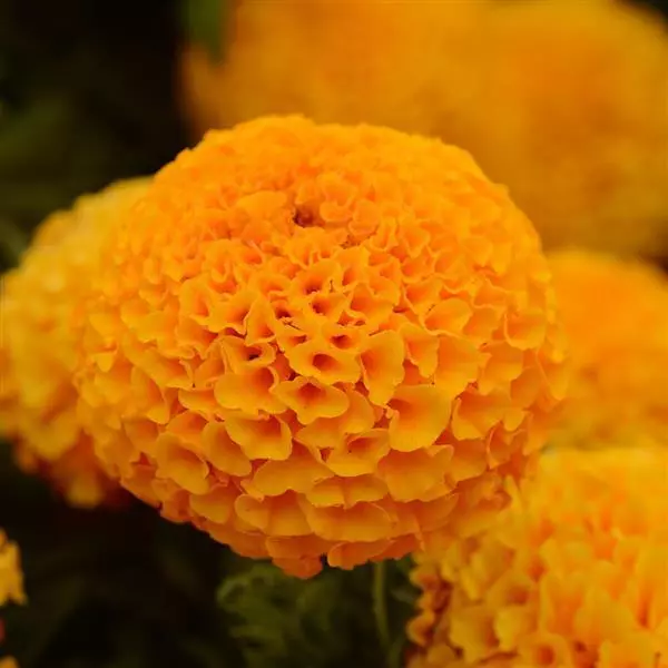 Бархатцы прямостоячие Тайшан Оранжевые - Taishan Orange, Tagetes erecta - Фото №1