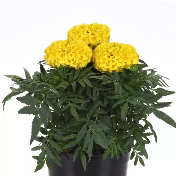 Бархатцы прямостоячие Тайшан Жёлтые - Taishan Yellow, Tagetes erecta - Фото №2