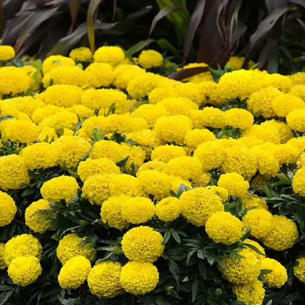 Бархатцы прямостоячие Тайшан Жёлтые - Taishan Yellow, Tagetes erecta - Фото №3