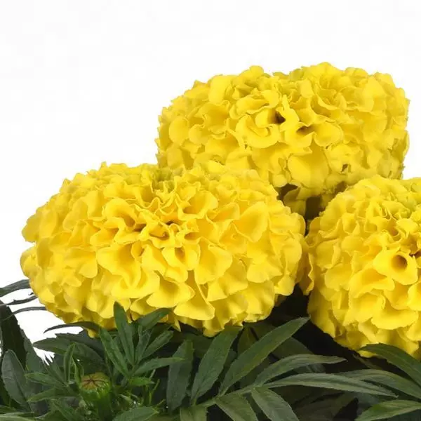 Бархатцы прямостоячие Тайшан Жёлтые - Taishan Yellow, Tagetes erecta - Фото №1
