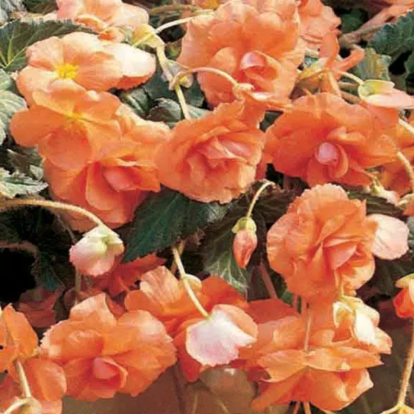 Бегония клубневая Sun Dancer Абрикосовая - Apricot, Begonia x tuberosa - Фото №1