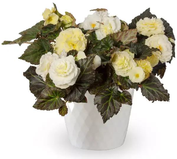 Бегония Лимитлесс Кремовые оттенки - Begonia tuberhybrida Limitless Cream Shades - Фото №2