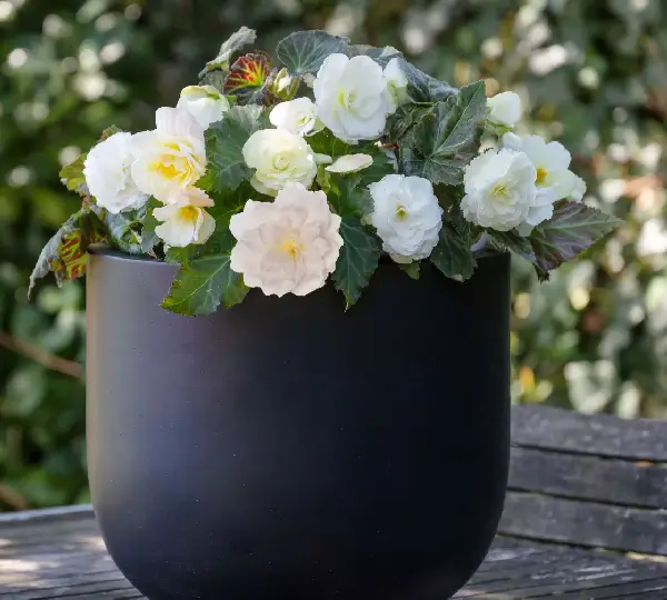 Бегония Лимитлесс Кремовые оттенки - Begonia tuberhybrida Limitless Cream Shades - Фото №3