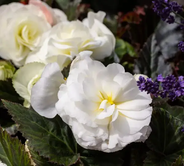 Бегония Лимитлесс Кремовые оттенки - Begonia tuberhybrida Limitless Cream Shades - Фото №4