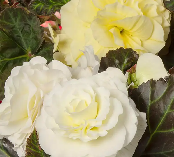 Бегония Лимитлесс Кремовые оттенки - Begonia tuberhybrida Limitless Cream Shades - Фото №1