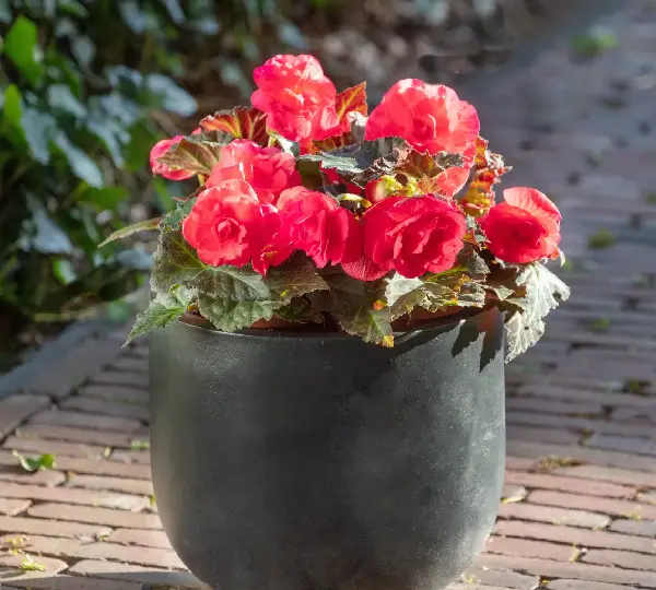 Бегония Лимитлесс Тёмно-красная  - Begonia tuberhybrida Limitless Dark Red - Фото №3