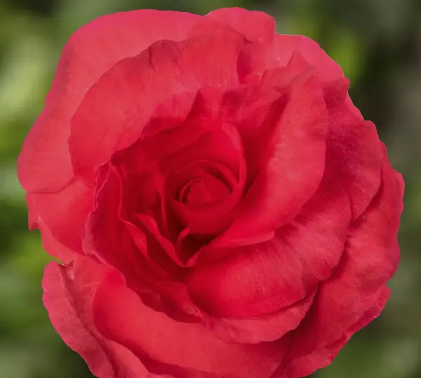 Бегония Лимитлесс Тёмно-красная  - Begonia tuberhybrida Limitless Dark Red - Фото №1