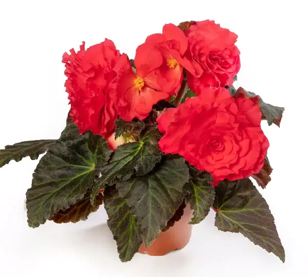 Бегония Лимитлесс Тёмно-розовая - Begonia tuberhybrida Limitless Dark Rose - Фото №2