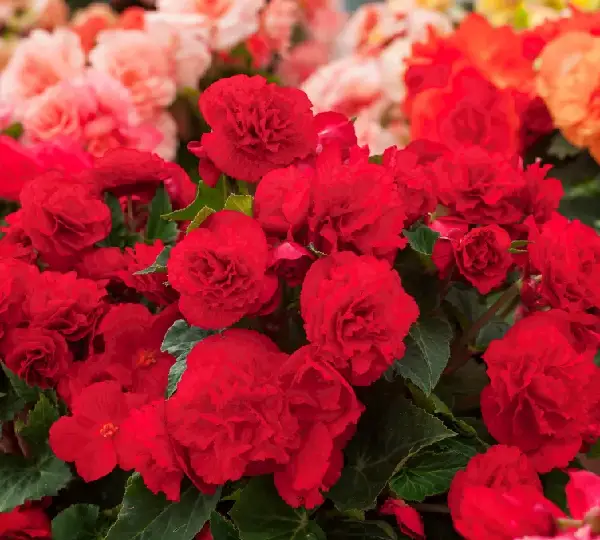 Бегония Лимитлесс Тёмно-розовая - Begonia tuberhybrida Limitless Dark Rose - Фото №4