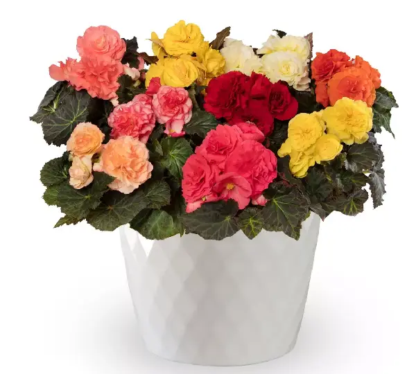 Бегония клубневая Лимитлесс Формула Микс - Begonia tuberhybrida Limitless Formula Mix - Фото №2