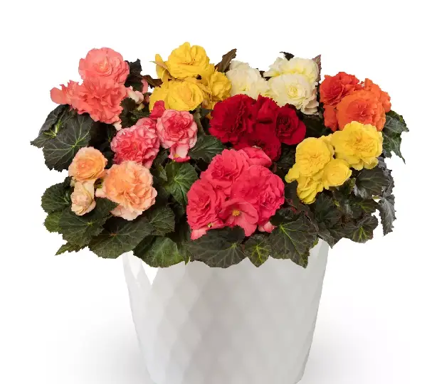 Бегония Лимитлесс Формула Микс - Begonia tuberhybrida Limitless Formula Mix - Фото №2