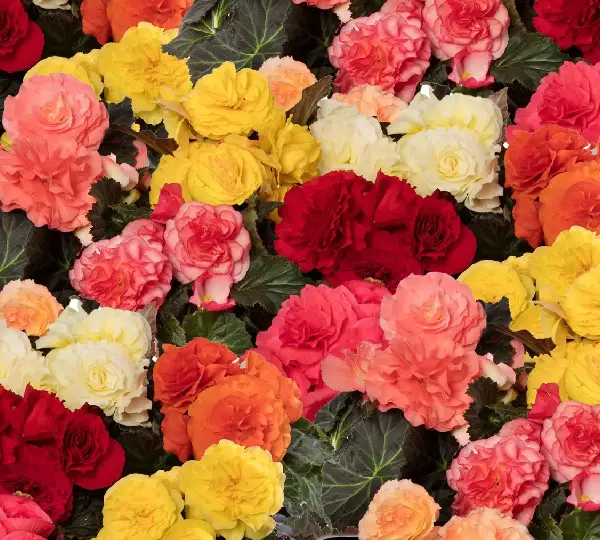 Бегония клубневая Лимитлесс Формула Микс - Begonia tuberhybrida Limitless Formula Mix - Фото №1