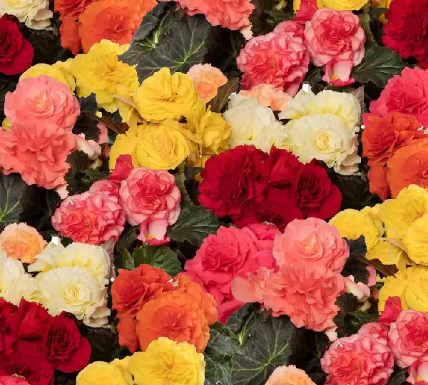 Бегония Лимитлесс Формула Микс - Begonia tuberhybrida Limitless Formula Mix - Фото №1