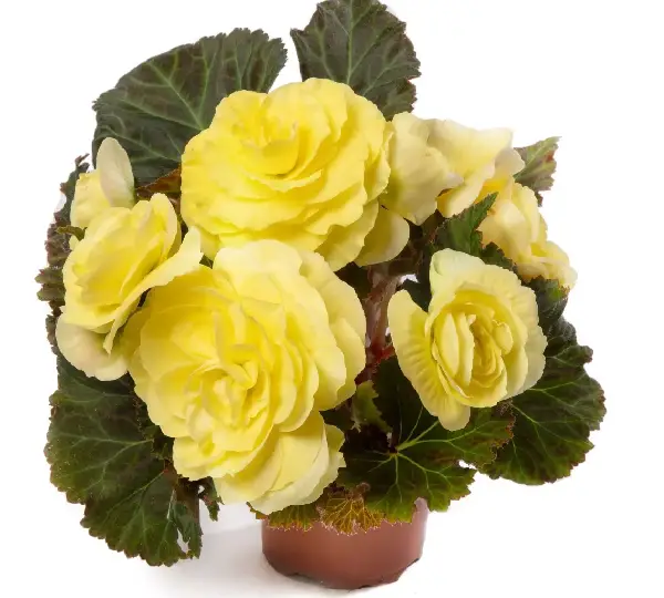 Бегония Лимитлесс Лимонная - Begonia tuberhybrida Limitless Lemon - Фото №2