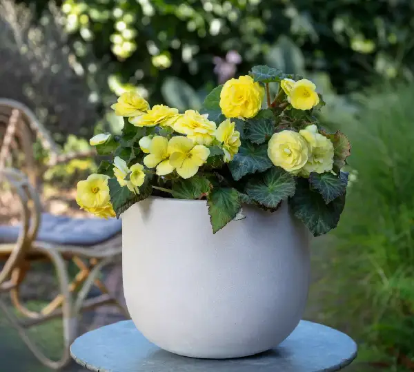 Бегония Лимитлесс Лимонная - Begonia tuberhybrida Limitless Lemon - Фото №3
