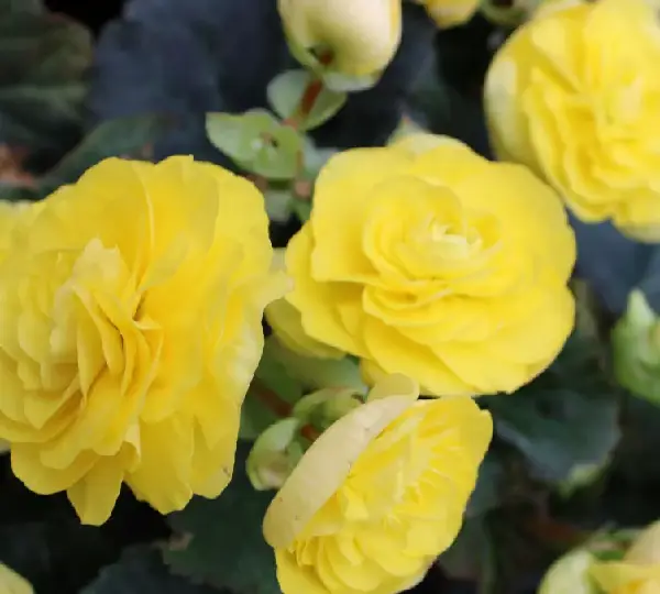 Бегония Лимитлесс Лимонная - Begonia tuberhybrida Limitless Lemon - Фото №4