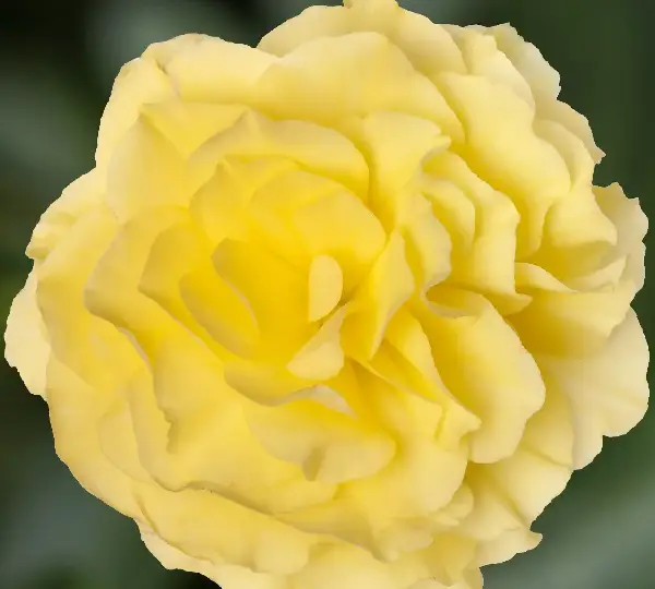 Бегония Лимитлесс Лимонная - Begonia tuberhybrida Limitless Lemon - Фото №1