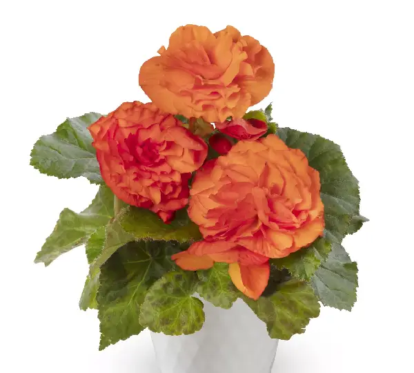 Бегония Лимитлесс Оранжевая - Begonia tuberhybrida Limitless Orange - Фото №2
