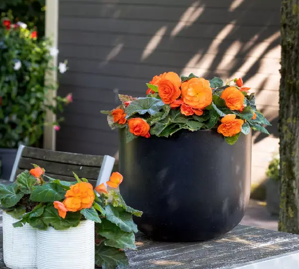 Бегония Лимитлесс Оранжевая - Begonia tuberhybrida Limitless Orange - Фото №3