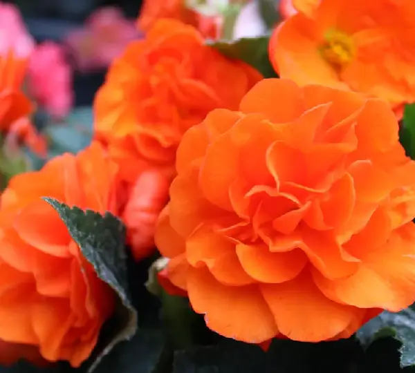 Бегония Лимитлесс Оранжевая - Begonia tuberhybrida Limitless Orange - Фото №4