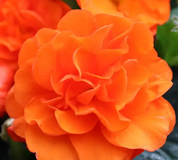 Бегония Лимитлесс Оранжевая - Begonia tuberhybrida Limitless Orange - Фото №1