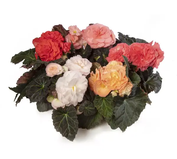 Бегония Лимитлесс Лососёво-розовая - Begonia tuberhybrida Limitless Salmon Rose - Фото №2