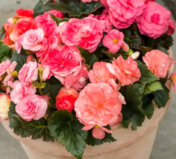Бегония Лимитлесс Лососёво-розовая - Begonia tuberhybrida Limitless Salmon Rose - Фото №3