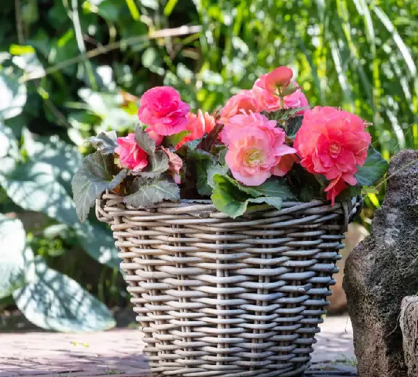 Бегония Лимитлесс Лососёво-розовая - Begonia tuberhybrida Limitless Salmon Rose - Фото №4