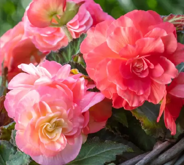 Бегония Лимитлесс Лососёво-розовая - Begonia tuberhybrida Limitless Salmon Rose - Фото №1